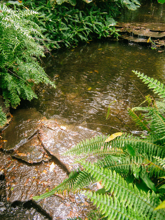 Simple Techniques to Reduce Environmental Stressors Today